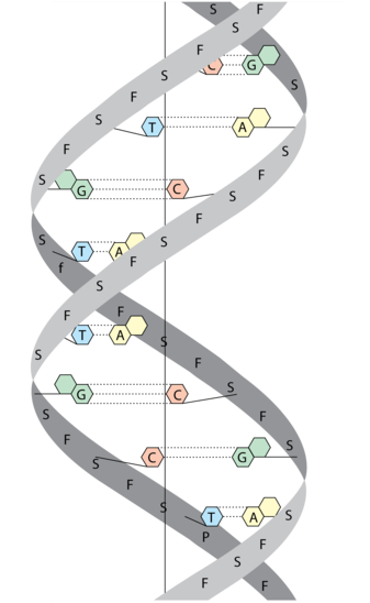 DNA-oppbygning