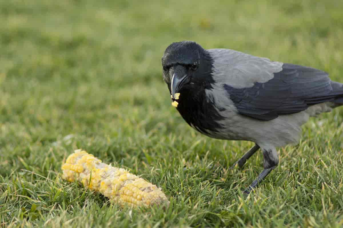 Kråke spiser mais