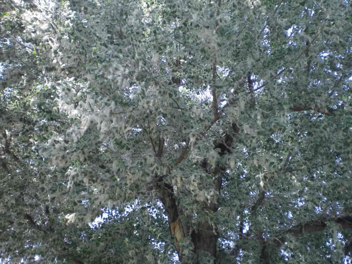 Populus nigra, svartpoppel.
