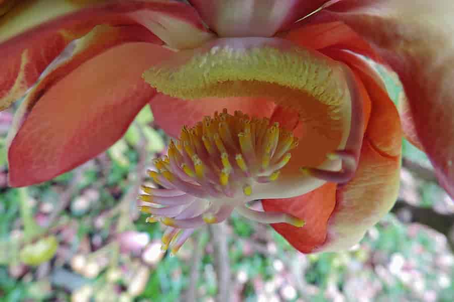 Blomst hos Couroupita guianensis, kanonkuletreet.
