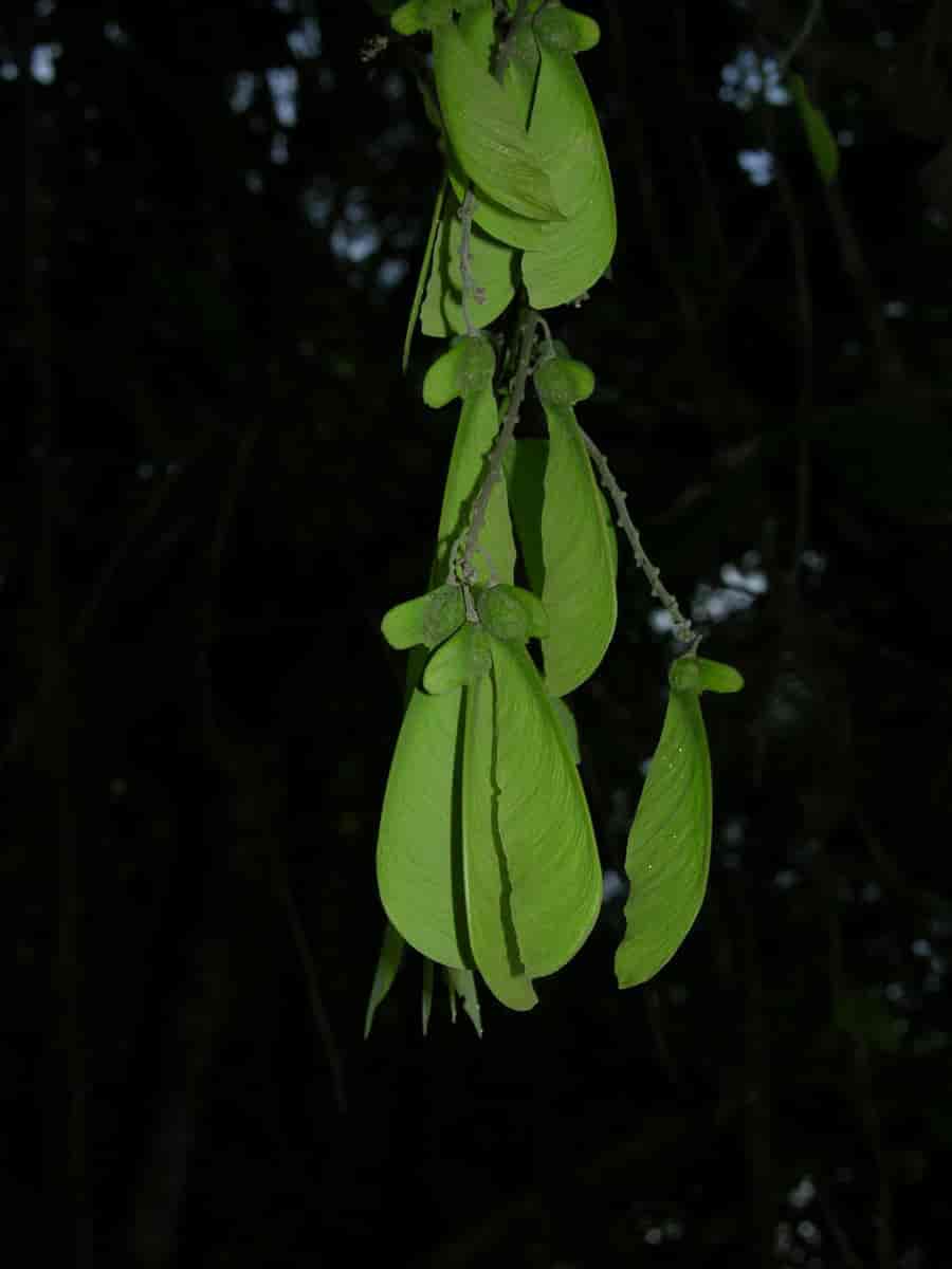 Frukter hos Securidaca diversifolia.