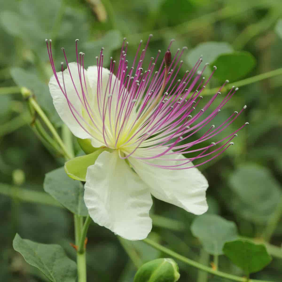 Blomst hos Capparis spinosa, kapers.