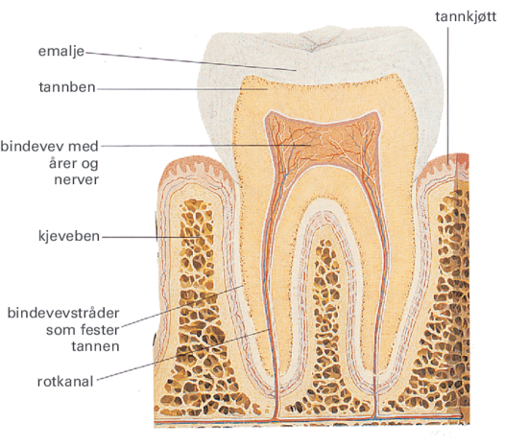 Tannens oppbygning
