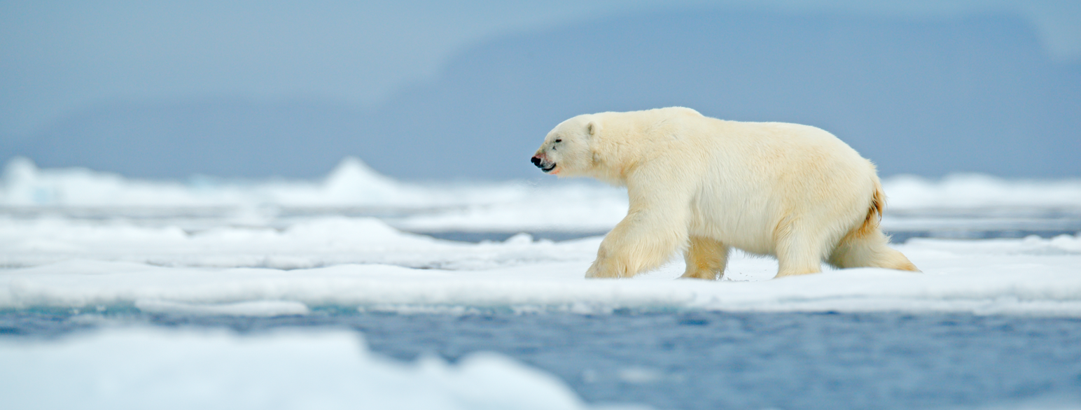 Isbjørn på havisen ved Svalbard