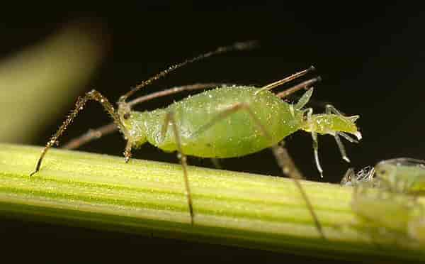 En bladlus føder en nymfe.