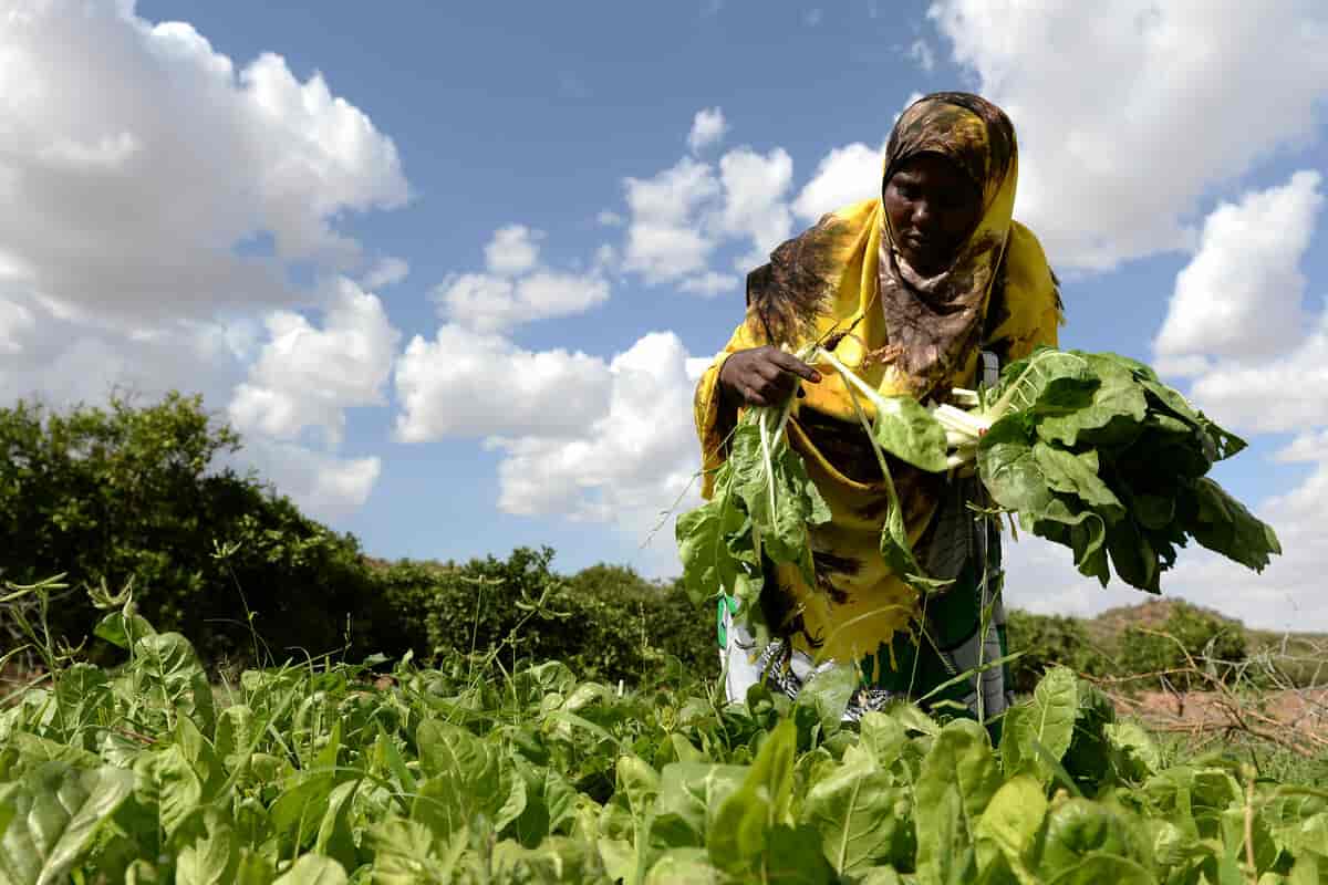 Maryan Hudun høster inn spinat i Ceel-Giniseed, Somaliland (2017)