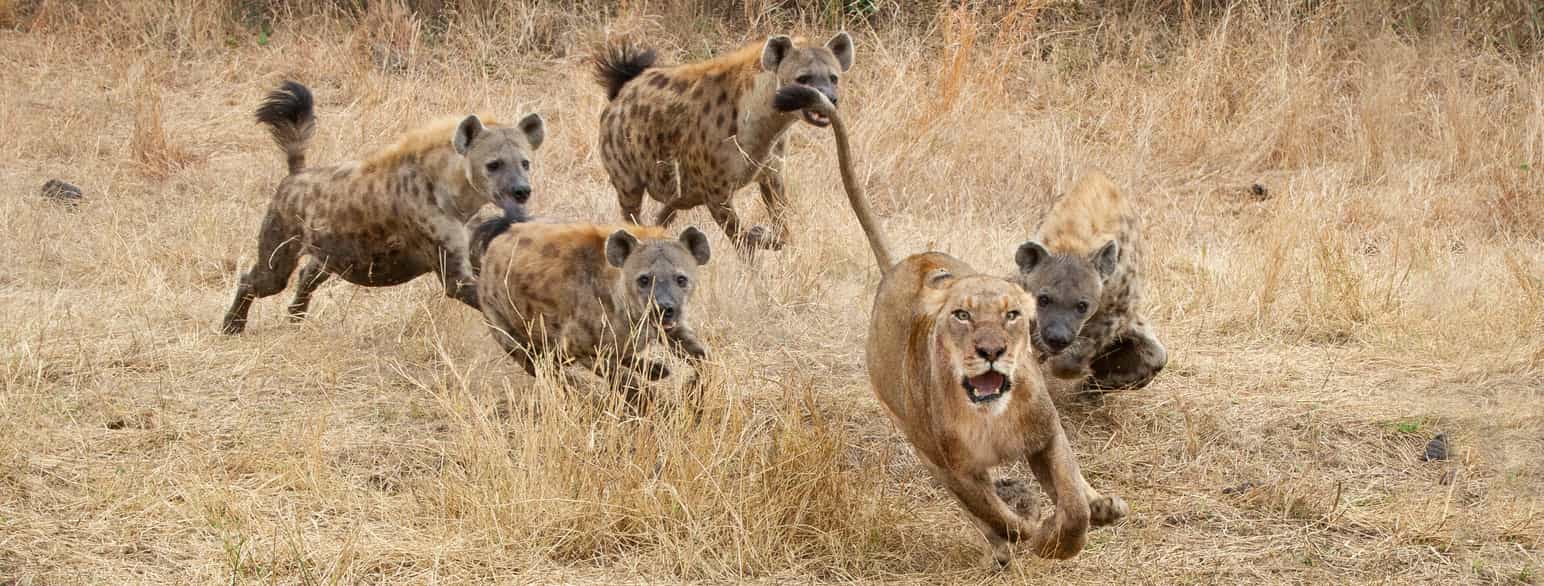 En løve jages av flekkhyener. Begge artene er rovpattedyr