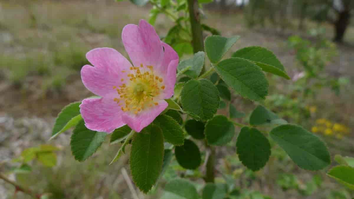 Rosa rubiginosa, eplerose.