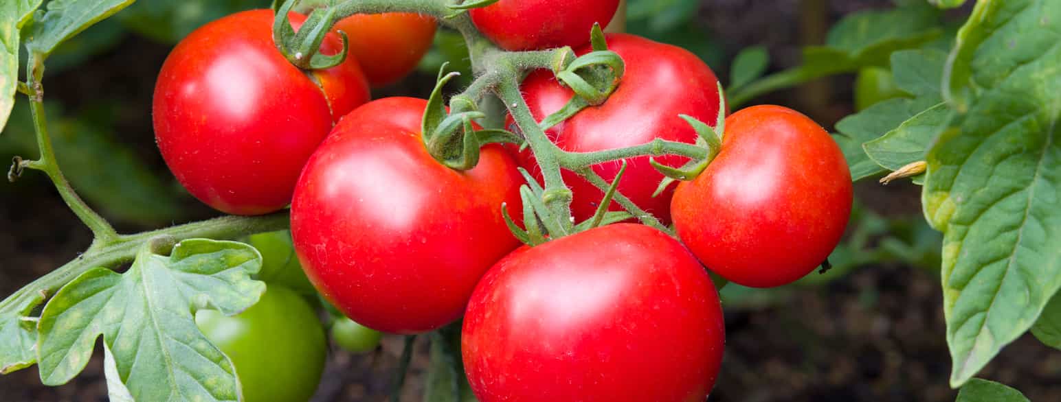 Tomatfrukter på tomatplante