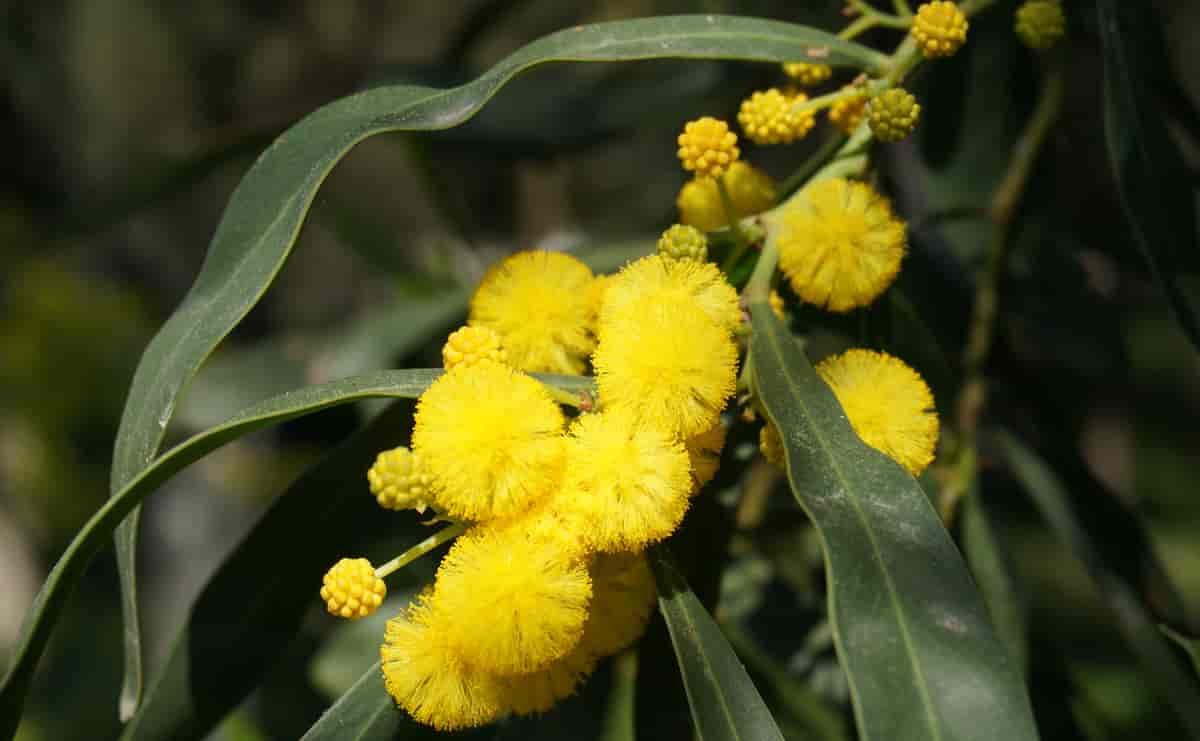 Acacia saligna.