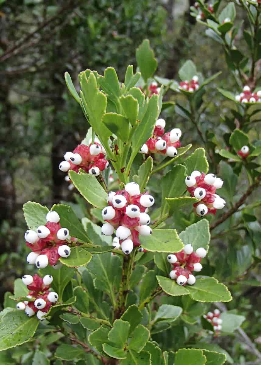 Blader og frukter hos Phyllocladus aspleniifolius.
