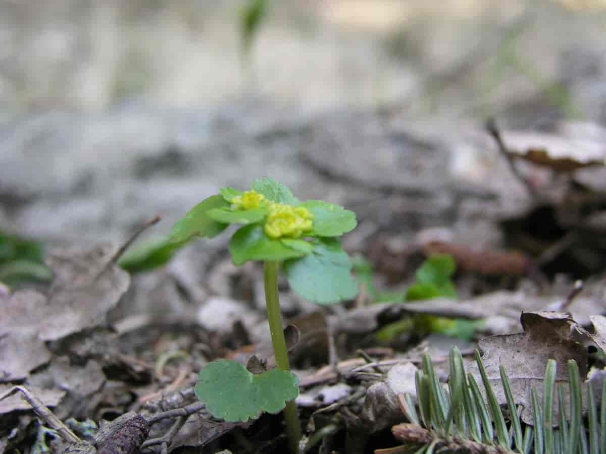 Chrysosplenium alternifolium, maigull.