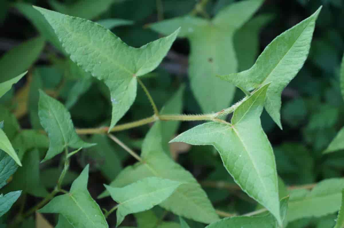Persicaria arifolia.