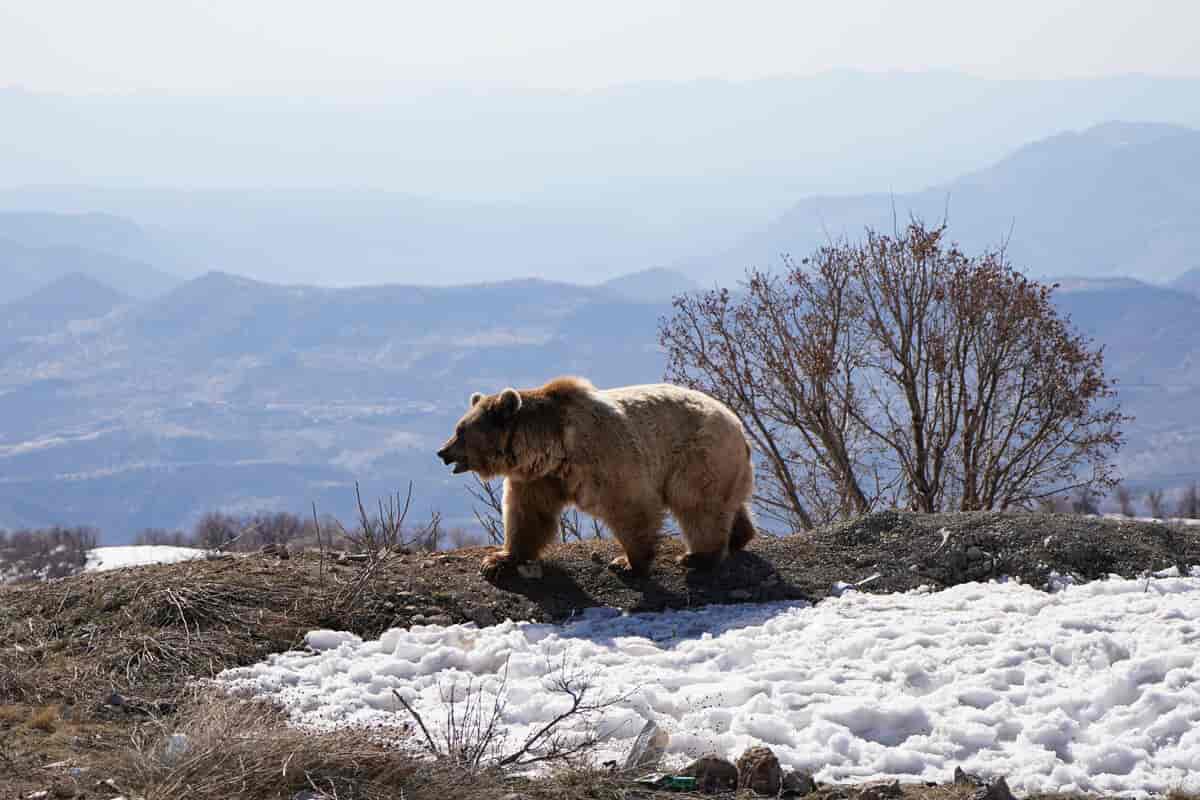 Bjørn i Kurdistan