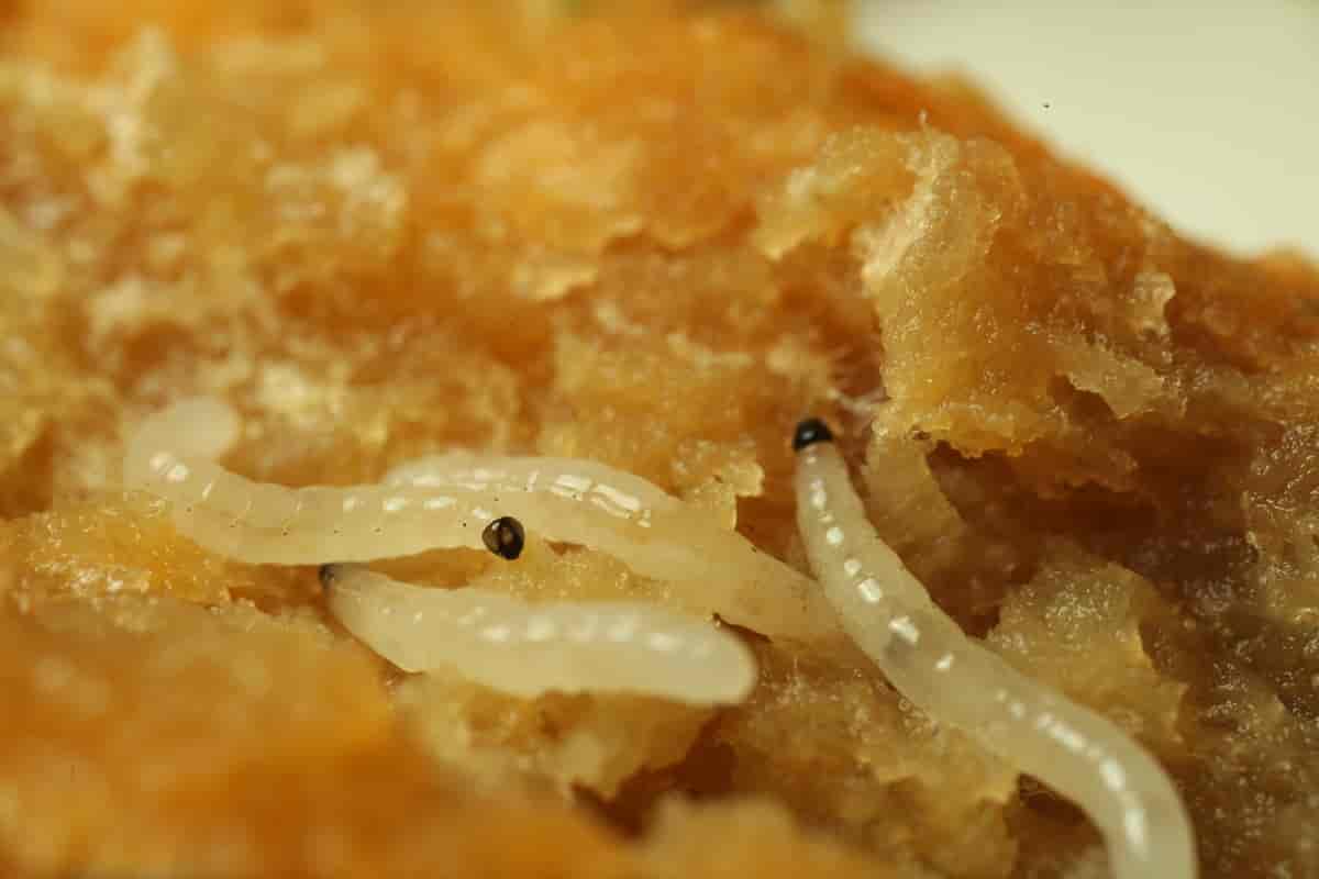 Soppmygg-larver