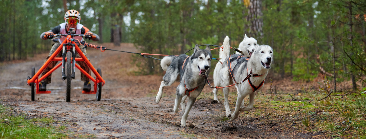 Barmark hundekjøring, trehjuling med tre hunder