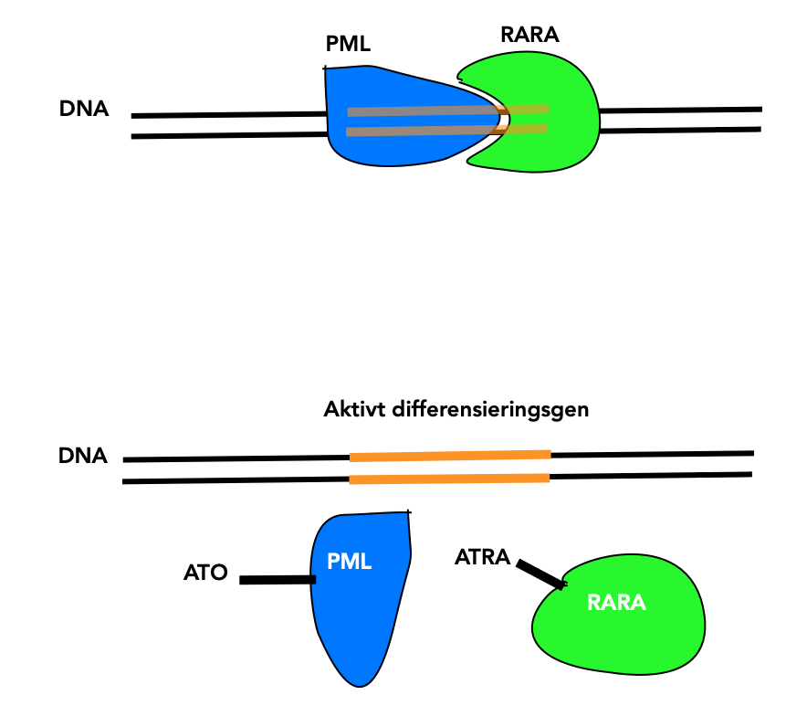 PML-RARA proteinet