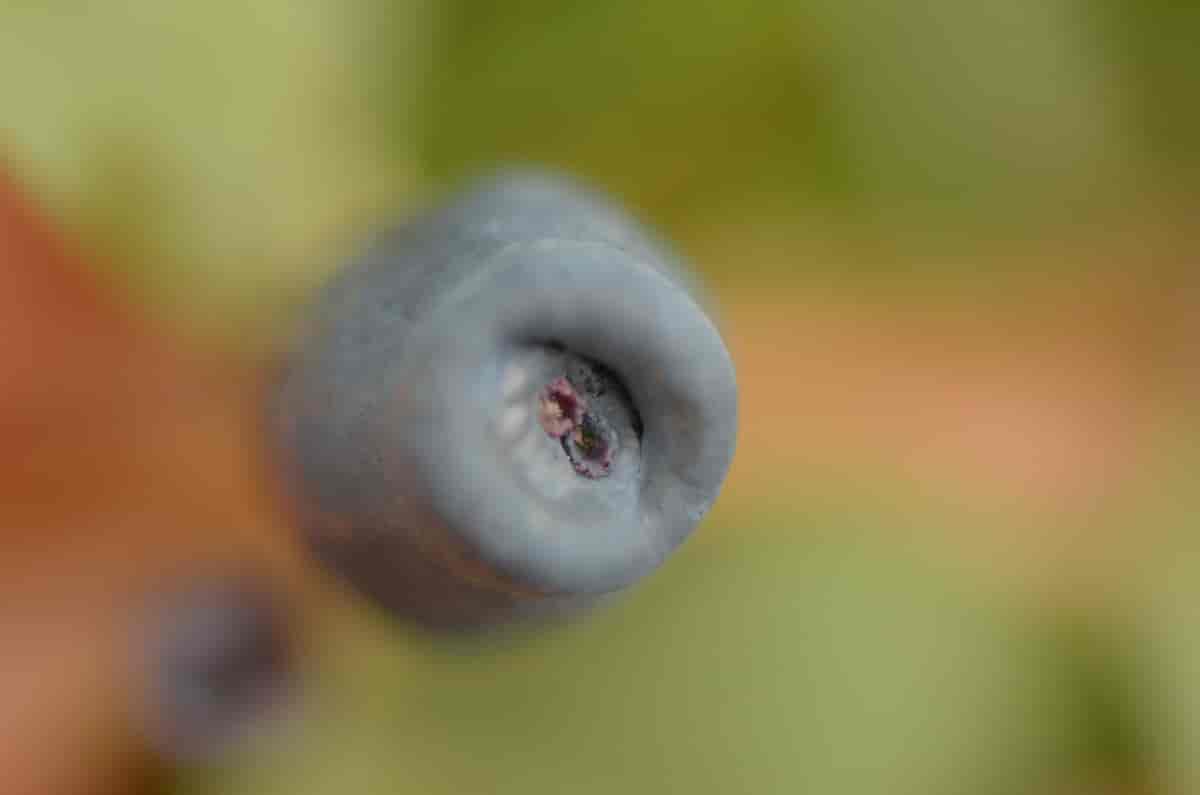 Lonicera caerulea, blåleddved.