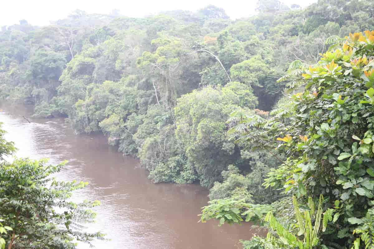 Regnskog i Republikken Kongo