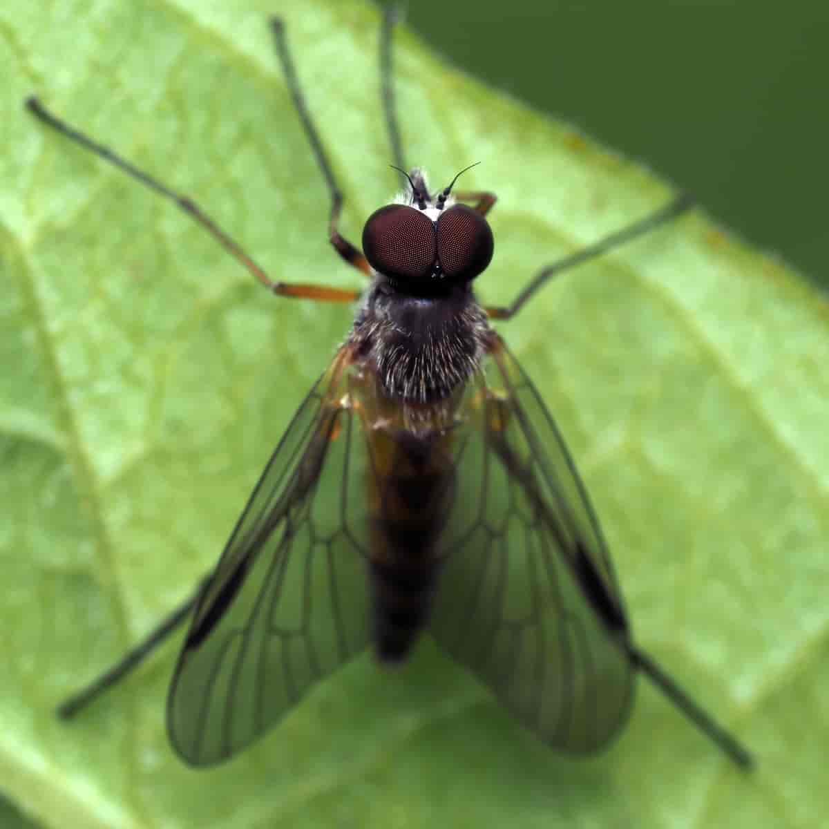 Skogsnipeflue (Rhagio lineola)
