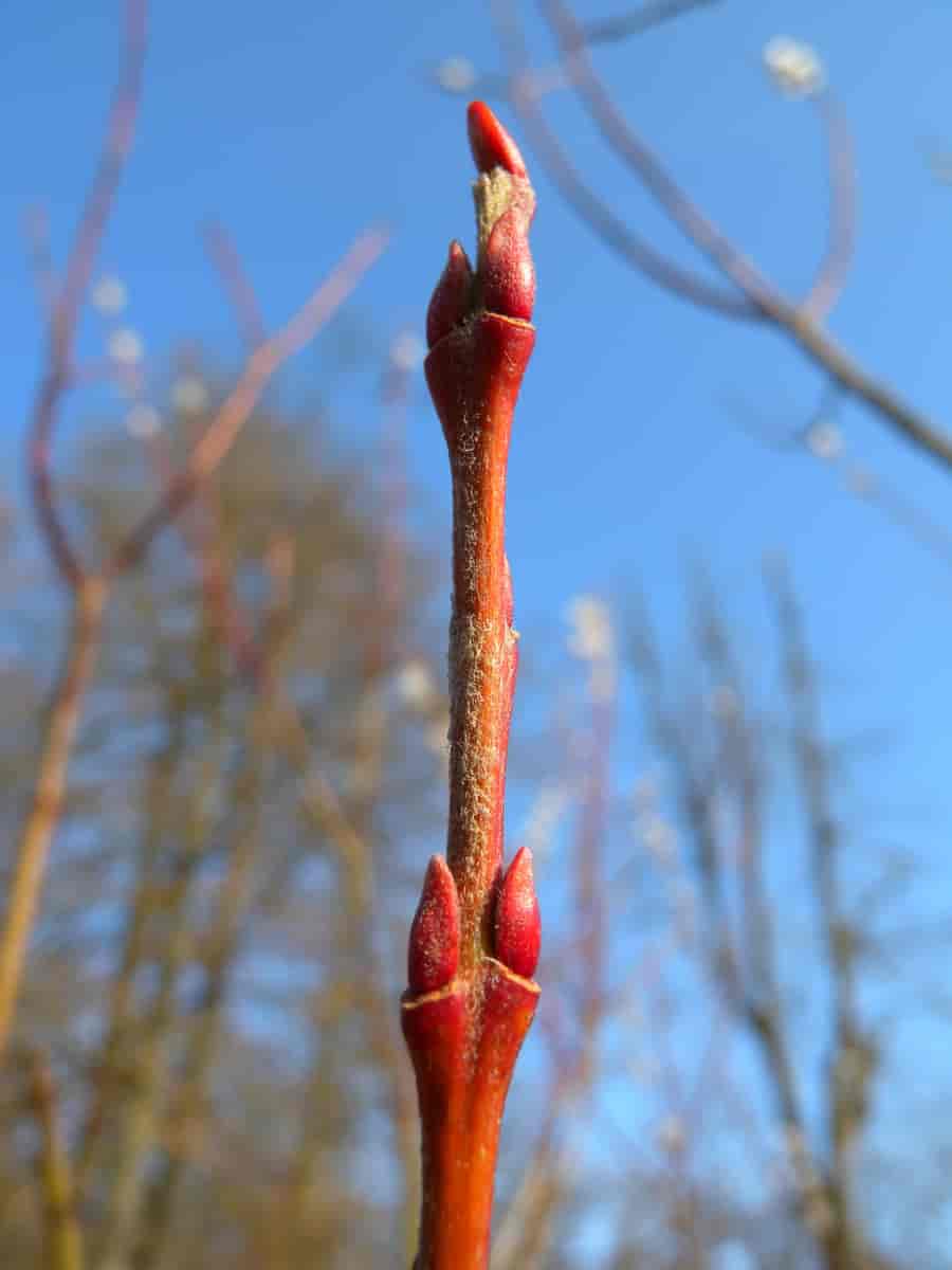 Skudd hos Salix purpurea, rødpil.