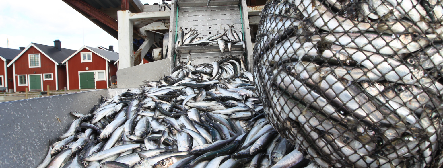 Fiskeallergi kan være et problem for industrien