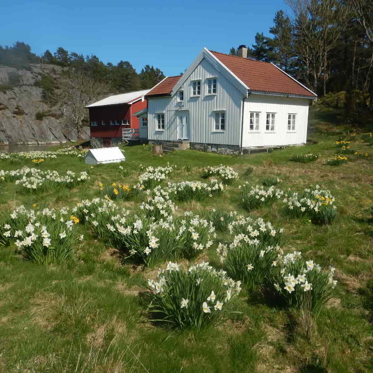 Vår på Auesøya.