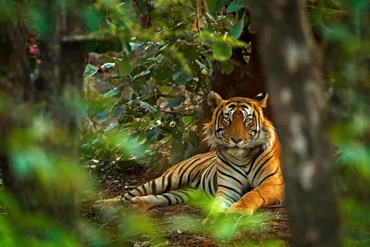 indisk tiger