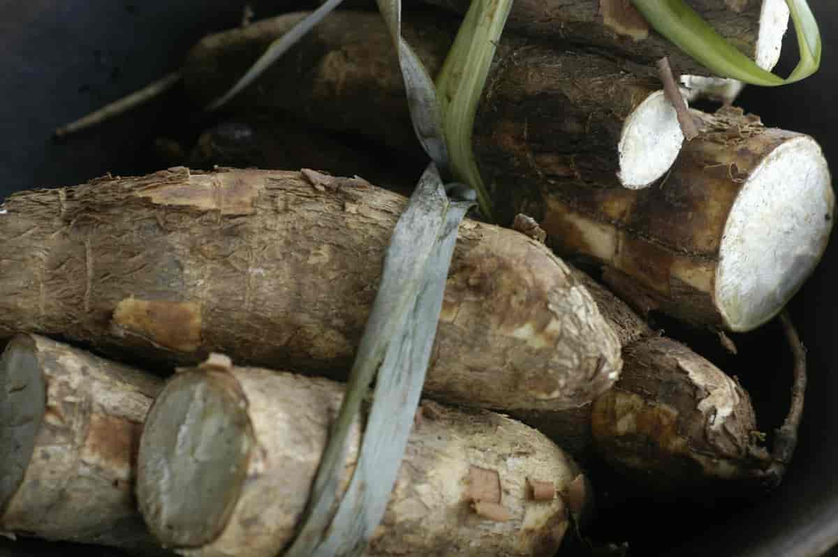 Rotknoller fra Manihot esculenta, maniok.