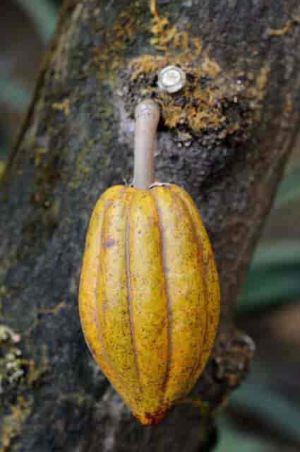 Frukt hos Theobroma cacao, kakao.