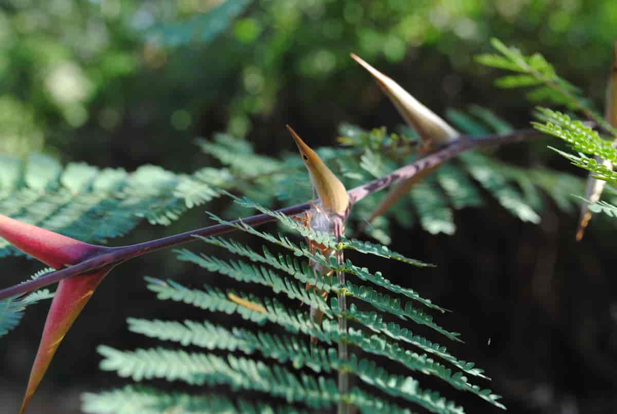Gren hos Acacia costaricensis.