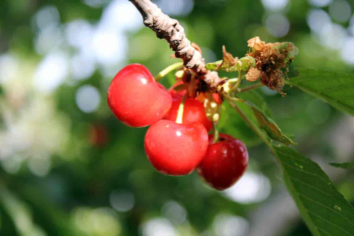 Dverggren med frukter hos Prunus cerasus, surkirsebær.