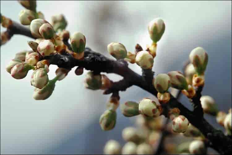 Gren med dverggrener hos Prunus spinosa, slåpetorn.