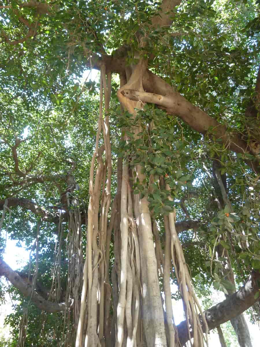 Ficus benghalensis, banyan.