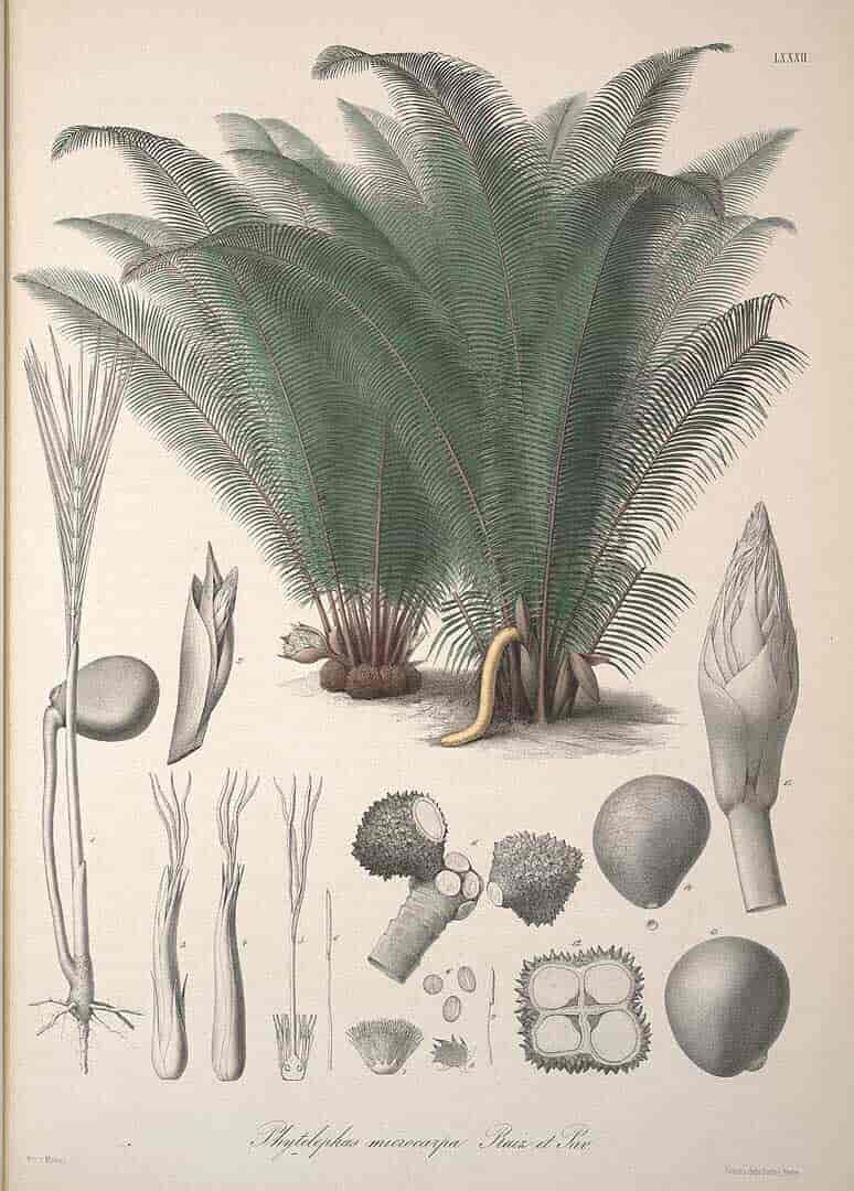 Phytelephas macrocarpa