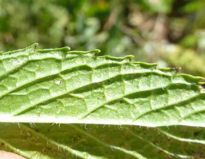 Underside av blad hos Mentha spicata, grønnmynte.