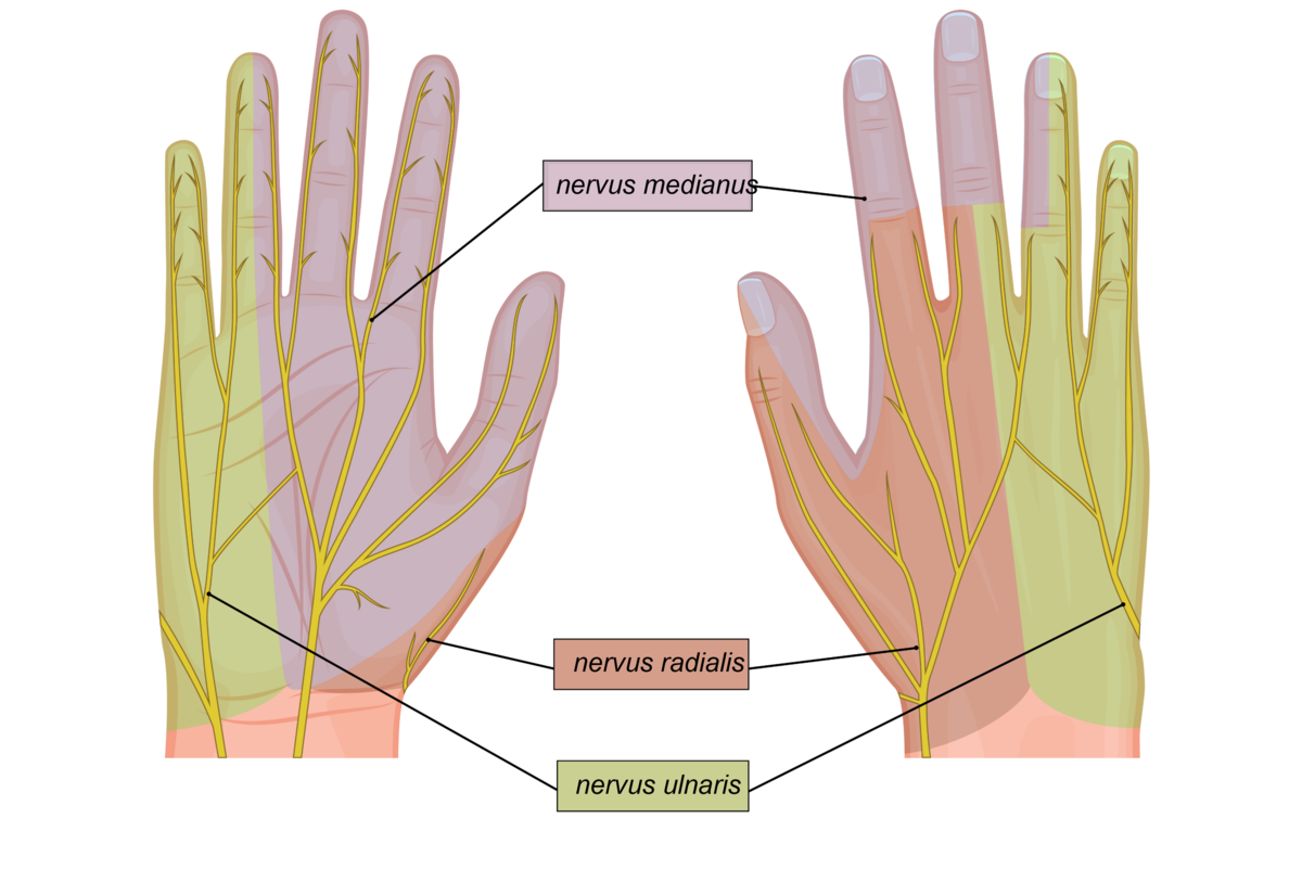 Håndens sensoriske nerveområder