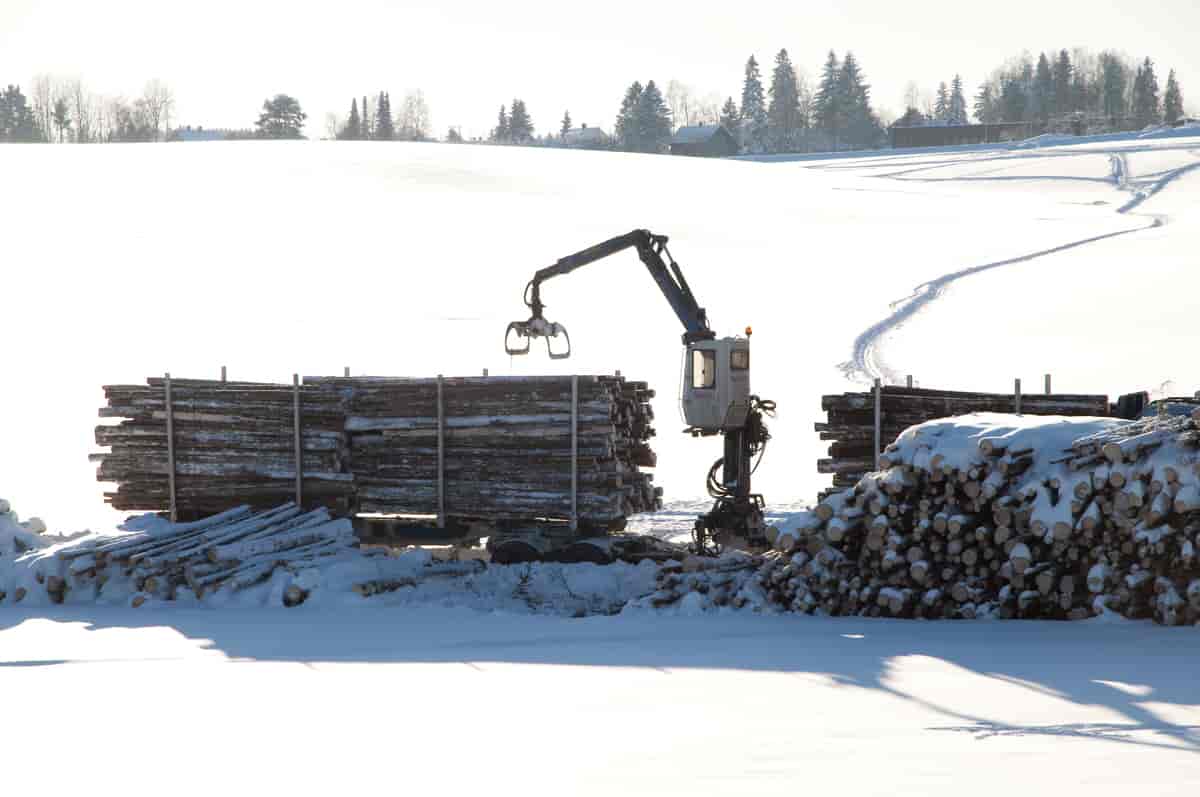 Opplasting av tømmer på tømmerbil.