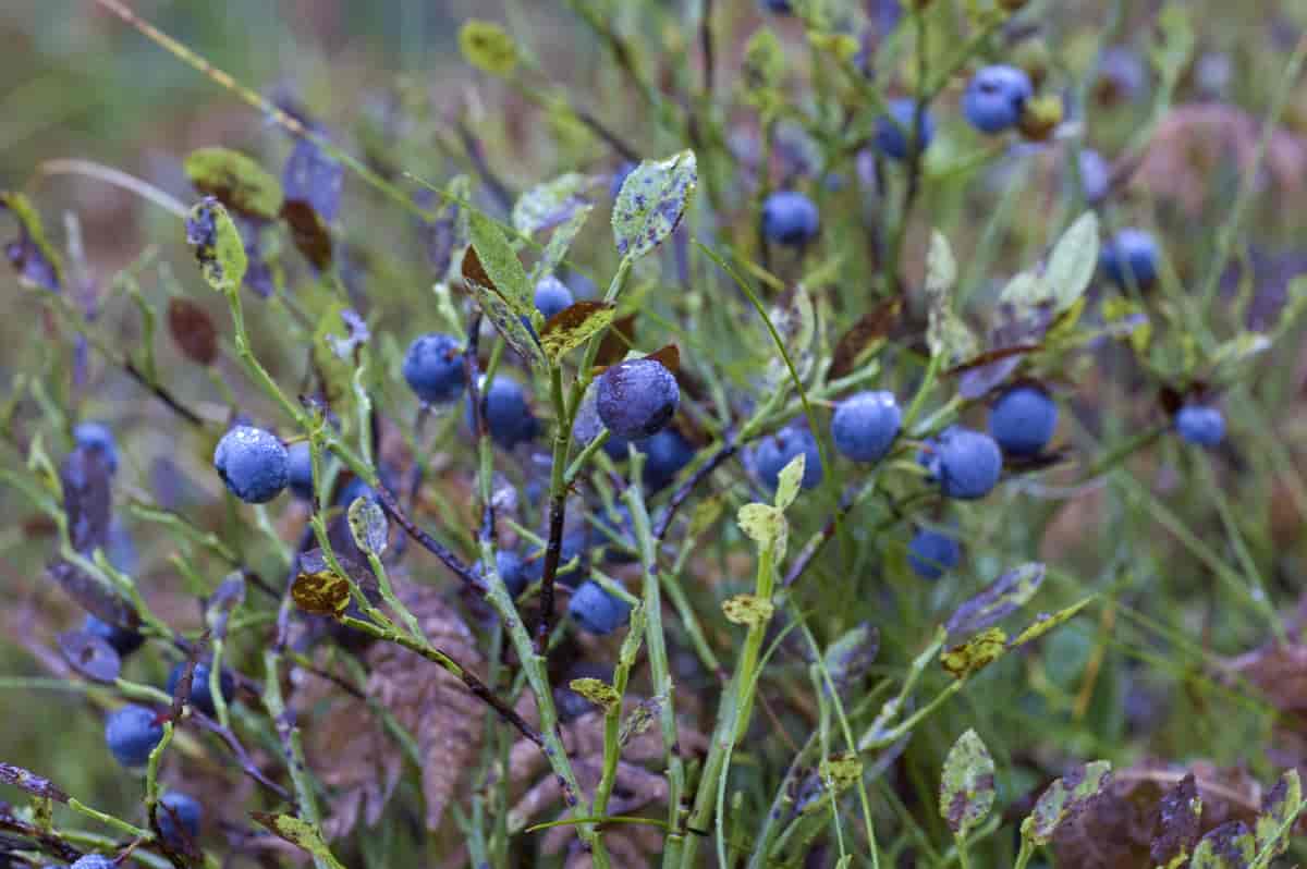 Blåbær Vaccinium myrtillus