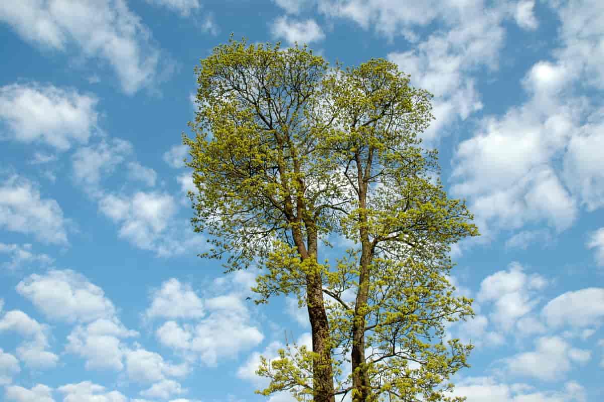 Spisslønn Acer platanoides