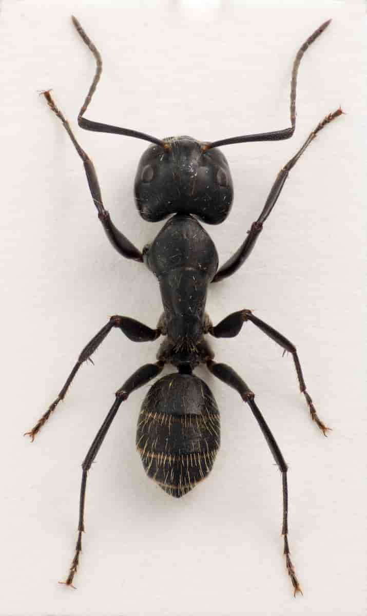 Sotstokkmaur Camponotus vagus