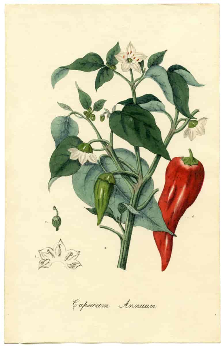 Botanisk tegning av chili