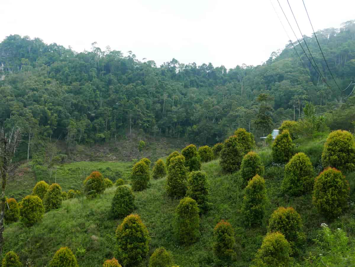 Kryddernelliktrær i Enrekang på Sør-Sulawesi i Indonesia