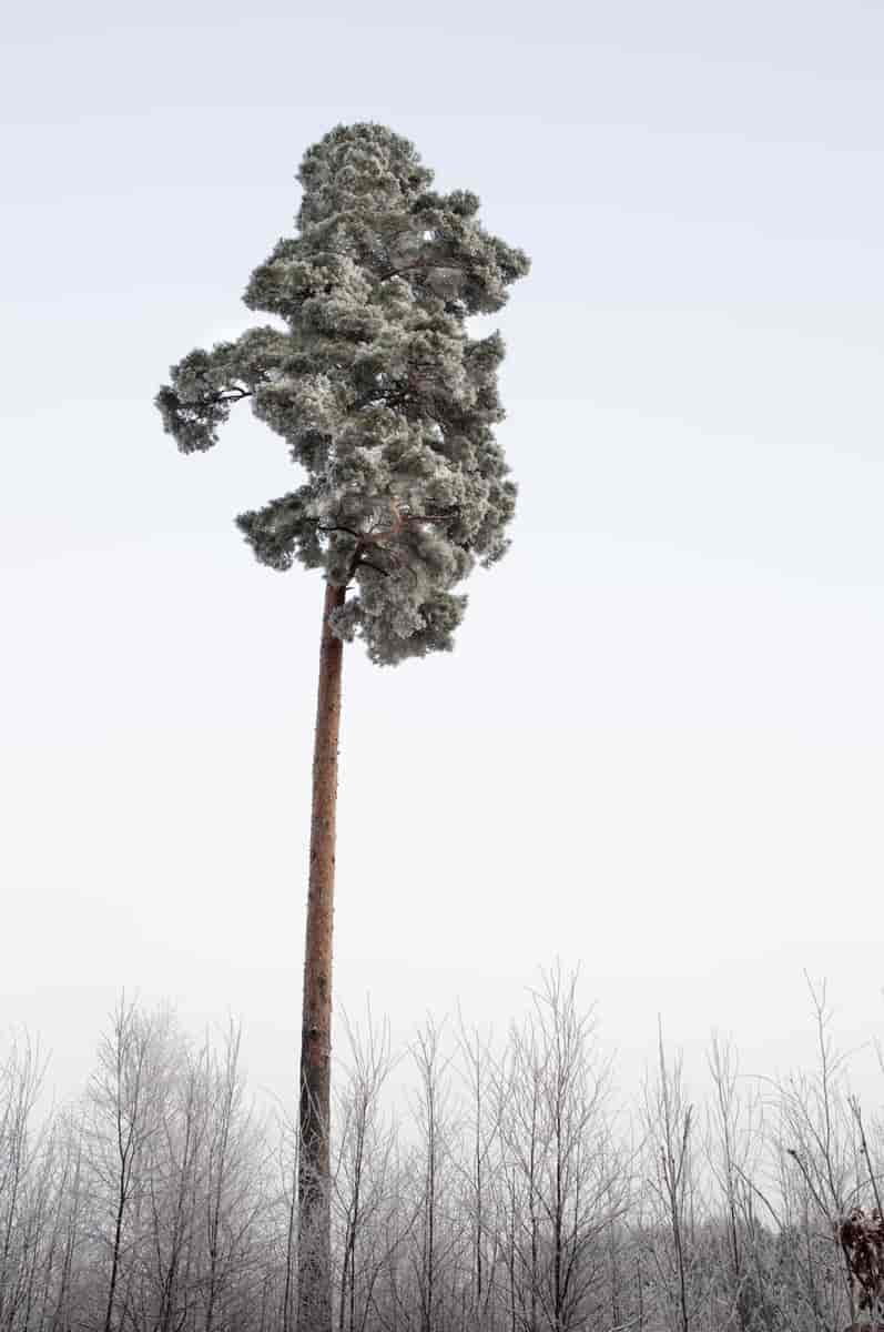 Furu Pinus sylvestris