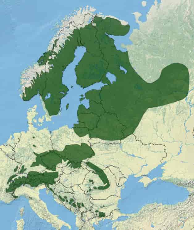 Naturleg utbreiing av gran i Europa