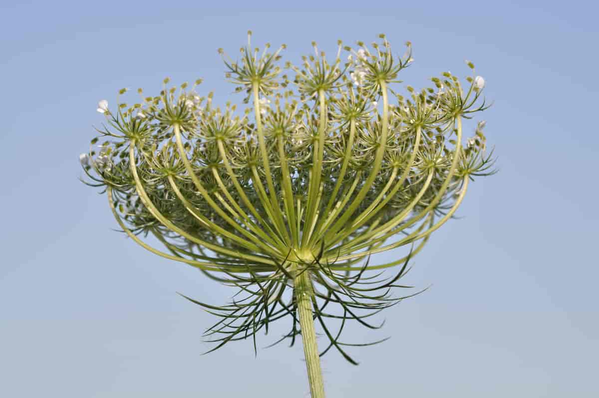 Blomsterstand hos Daucus carota ssp. carota, villgulrot.