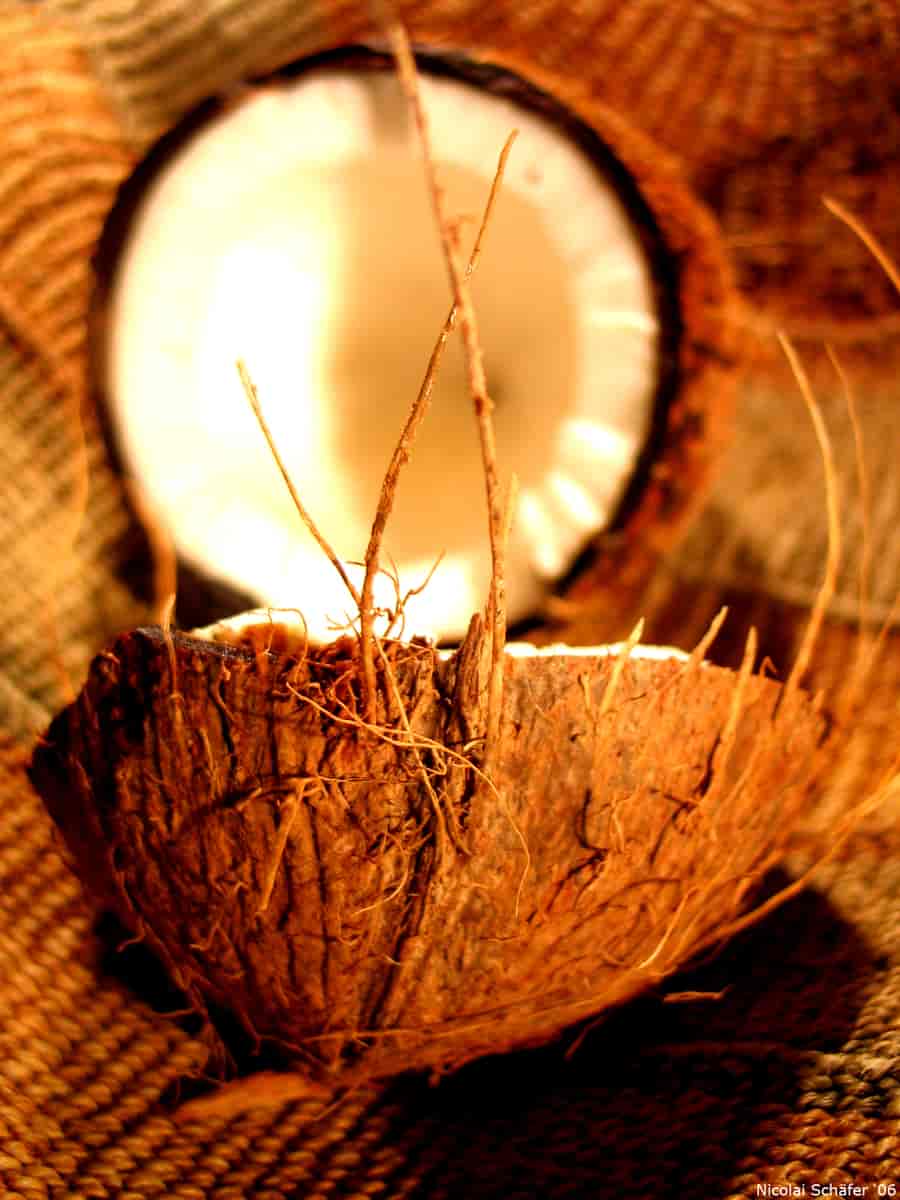 Det indre av frukten hos Cocos nucifera, kokospalme.