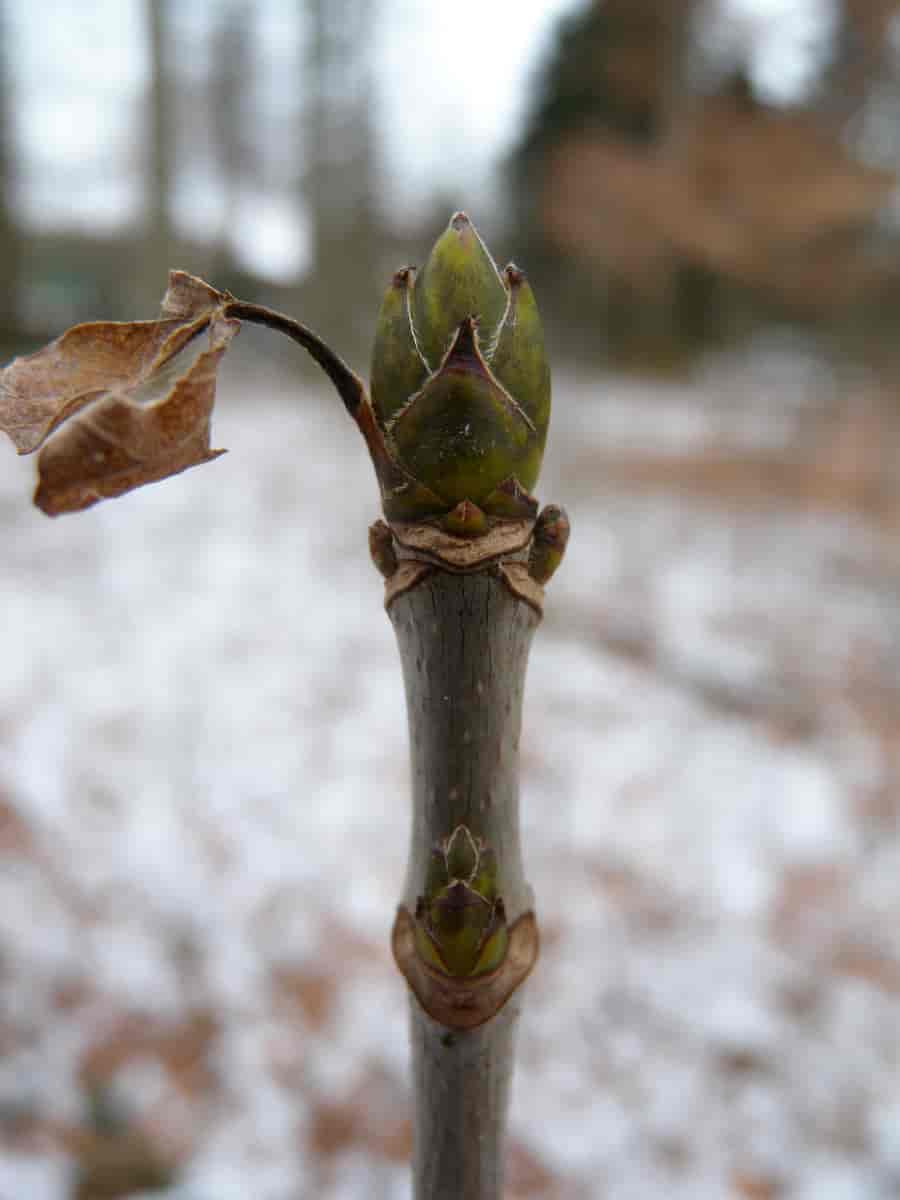 Skudd hos Acer pseudoplatanus, platanlønn.