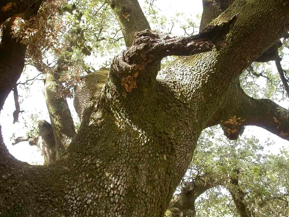 Quercus ilex, en art i eikeslekta.