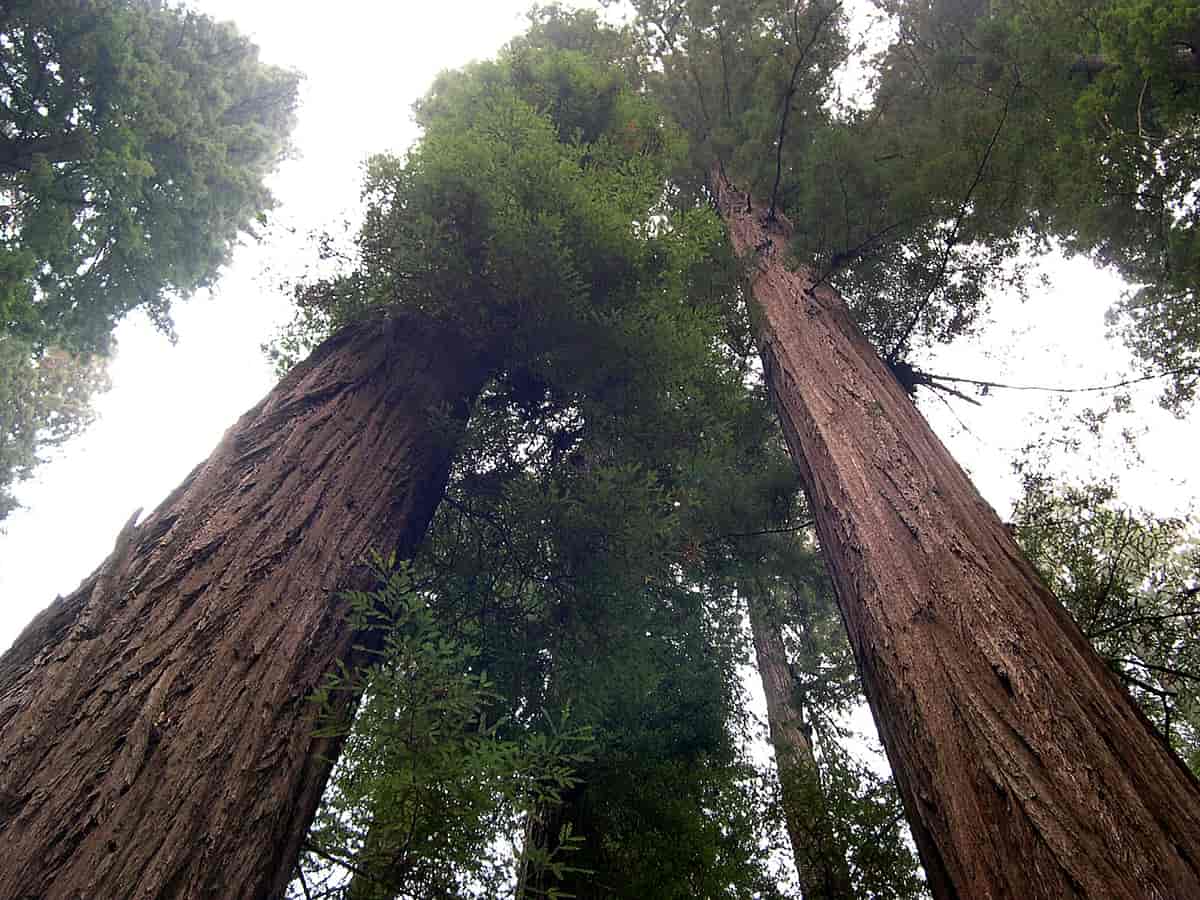 Sequoia sempervirens, redwood.